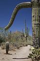 116 Saguaro National Park